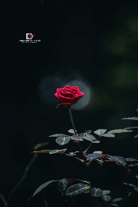 💓പ്രണയപുസ്തകം💓