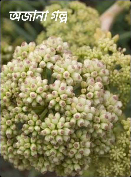 অজানা গল্প