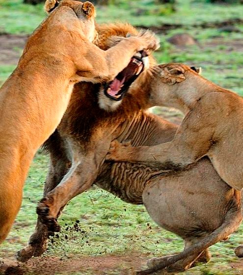 অভয়ারণ্য