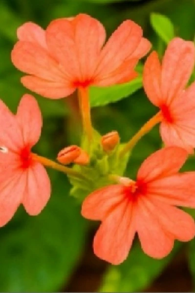 अबोली..🍁भाग 1