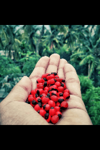 എന്റെ ഓർമ