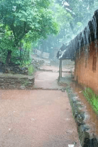 कापसाचे झाड