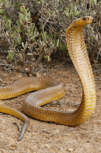 നാഗമുക്കുത്തി