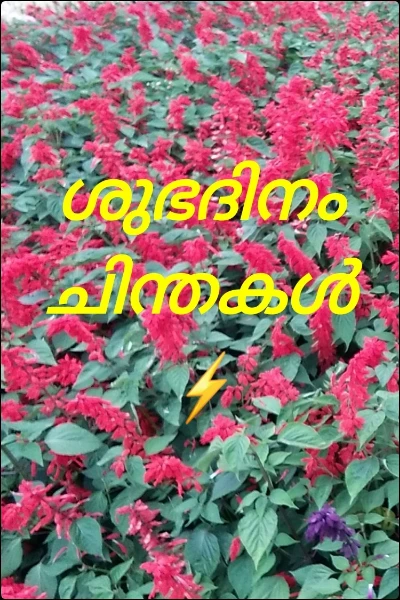 ⚡ശുഭദിന ചിന്തകൾ ⚡️