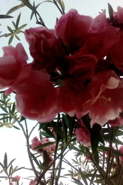 🌸माझी डायरी 🌸
