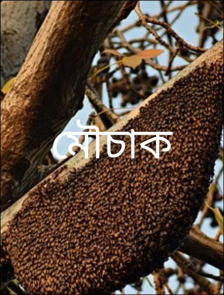 মৌচাক