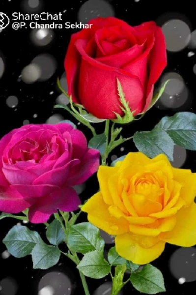 ❤️ప్రేమ పరిచయమే❣️(A.N)