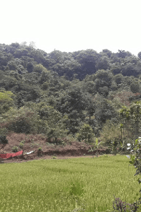 ಭೂಮಿಕಾ