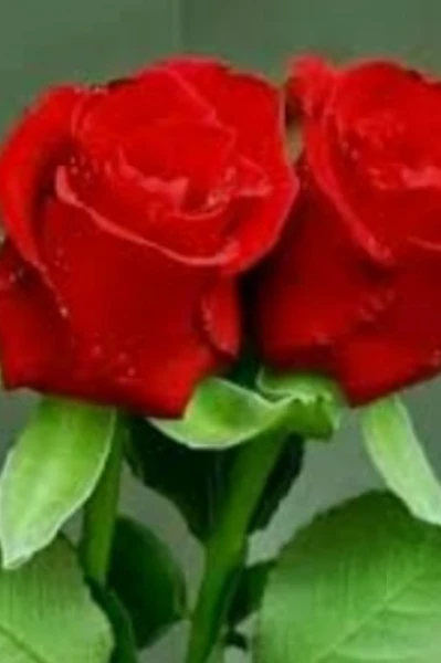 वैलेंटाइन डे