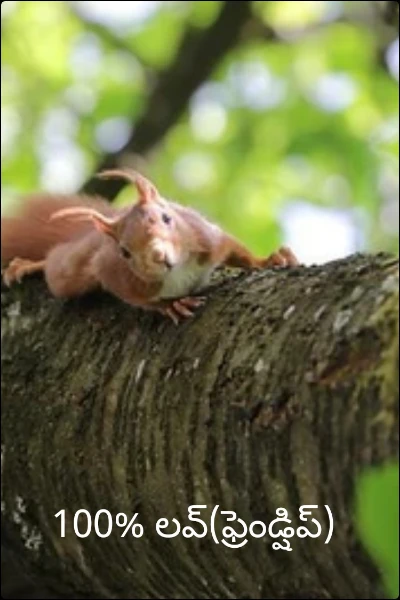 100% లవ్(ఫ్రెండ్షిప్)