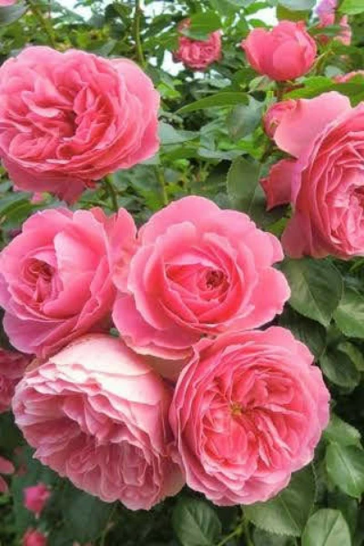 వింత వంటల పోటీ