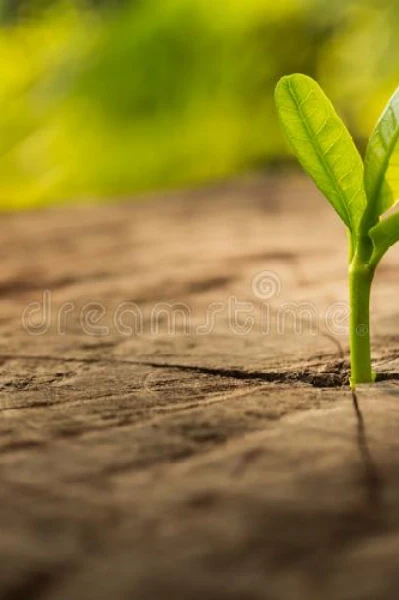 রত্না চক্রবর্তী র লেখা গল্পঃ  ‌ ।।সাফল্য   । ।।
