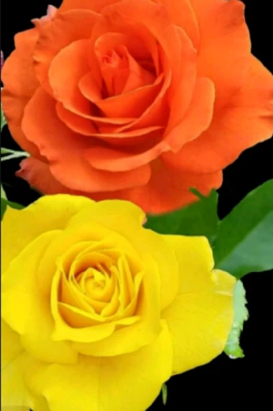 आम्ही दोघी .