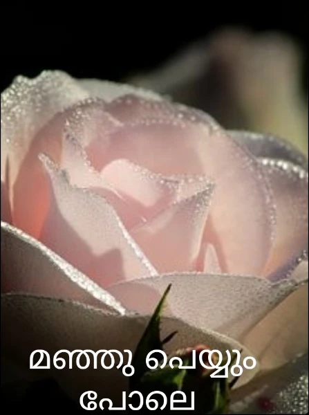 മഞ്ഞു പെയ്യും പോലെ