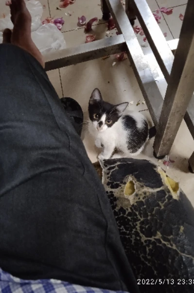 चूहे🐱- बिल्ली🐈 का खेल