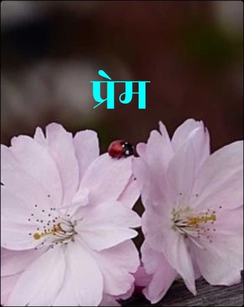 प्रेम (चारोळी)