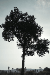 தற்கொலை