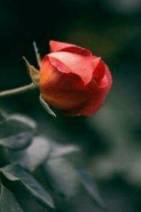 द्याई कथा - कळी..