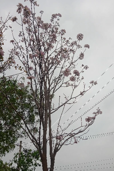 మనసులో  సంఘర్షణ