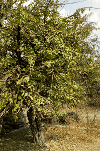 भोपळ्याचं झाड