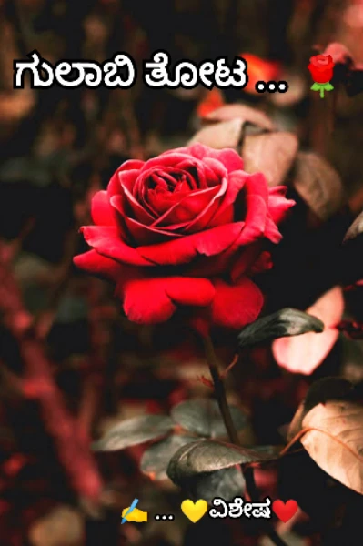 🌹🌹🌹ಗುಲಾಬಿ ತೋಟ 🌹🌹🌹