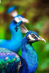 అమ్మాయి మనస్సు