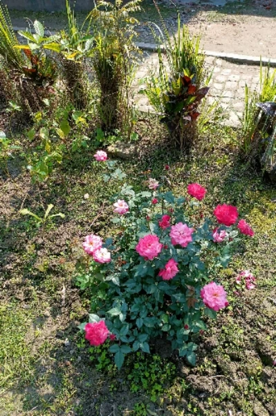 গোলাপের রক্ত