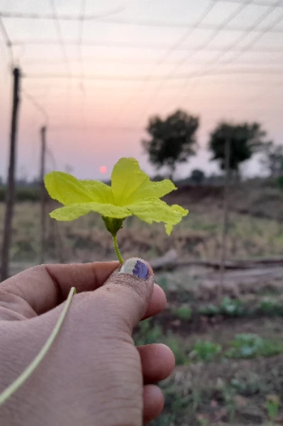 માઇક્રોફીક્શન મેળો