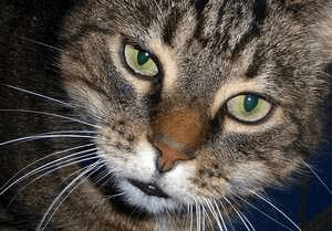 ભેદ હત્યા નો