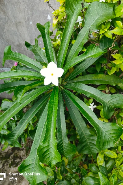 নাগচম্পা পাতার জল