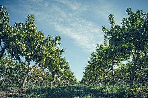 'पर्यावरण'