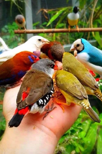 பாசப்பறவைகள்