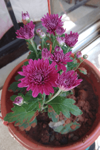 ಜೀವನ್ಮುಖಿ (ಸಮಗ್ರ)