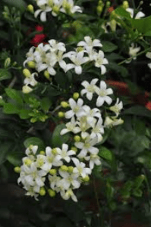 ಅಂಜುಮಲ್ಲಿಗೆ ( ಸಮಗ್ರ )