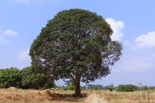 वो आम का पेड़