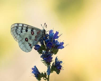 চোরাবালি