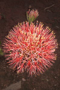 കൊഴിഞ്ഞു വീണ പൂവ് പാർട്ട്‌ -3