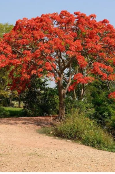 गुलमोहर जब तुम खिलोगे
