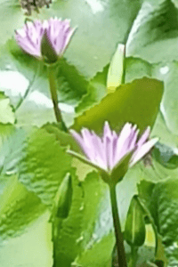 गाळलेली जागा