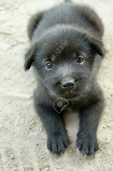 ਇੱਕ ਸੀ ਬੱਬਰੋ