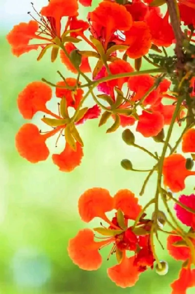 বিকেলে ভোরের ফুল