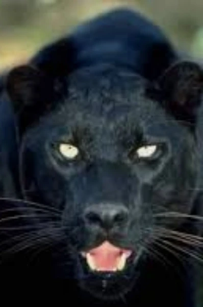 ভালোবাসার ঘরে কালো চিতার থাবা (লেখক :শ্রী তুষার কান্তি পাল )