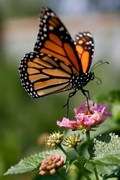 BUTTERFLY...🦋🦋