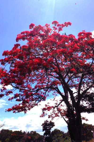 നിനക്കായ്.... 💕