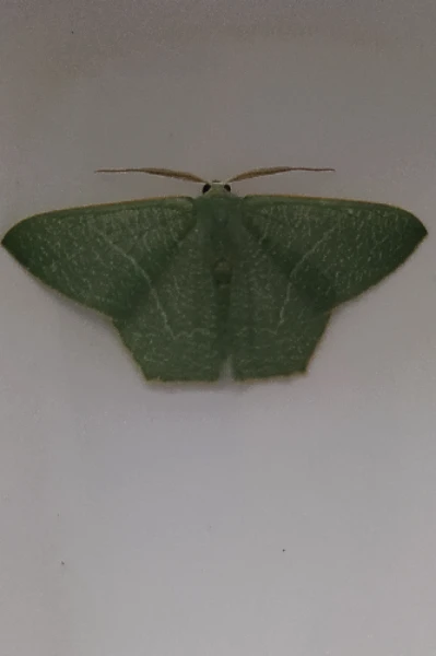 Eve
