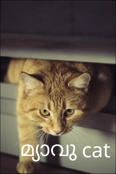 മ്യാവു cat