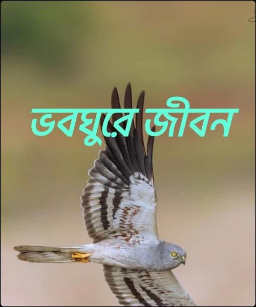 ভবঘুরে জীবন