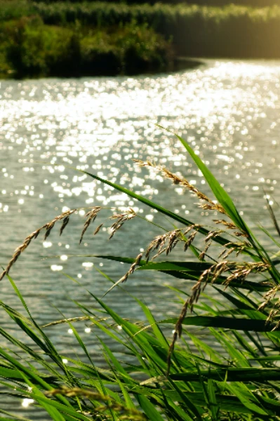 ചെമ്പകപ്പൂവിന്റെ
കൂട്ടുകാരി
ഭാഗം 1