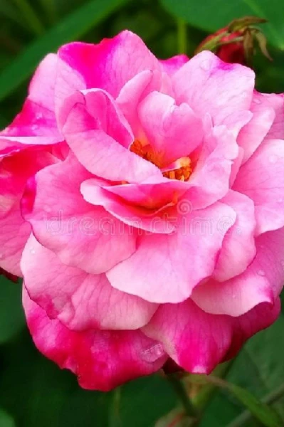 💖తనువు... ప్రాణం...ప్రేమ....సర్వం... నీకే సొంతం... జి💖