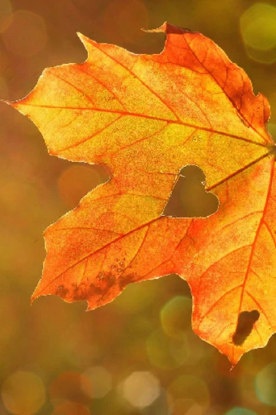 🍁ഈ ശിശിരകാലം 🍁